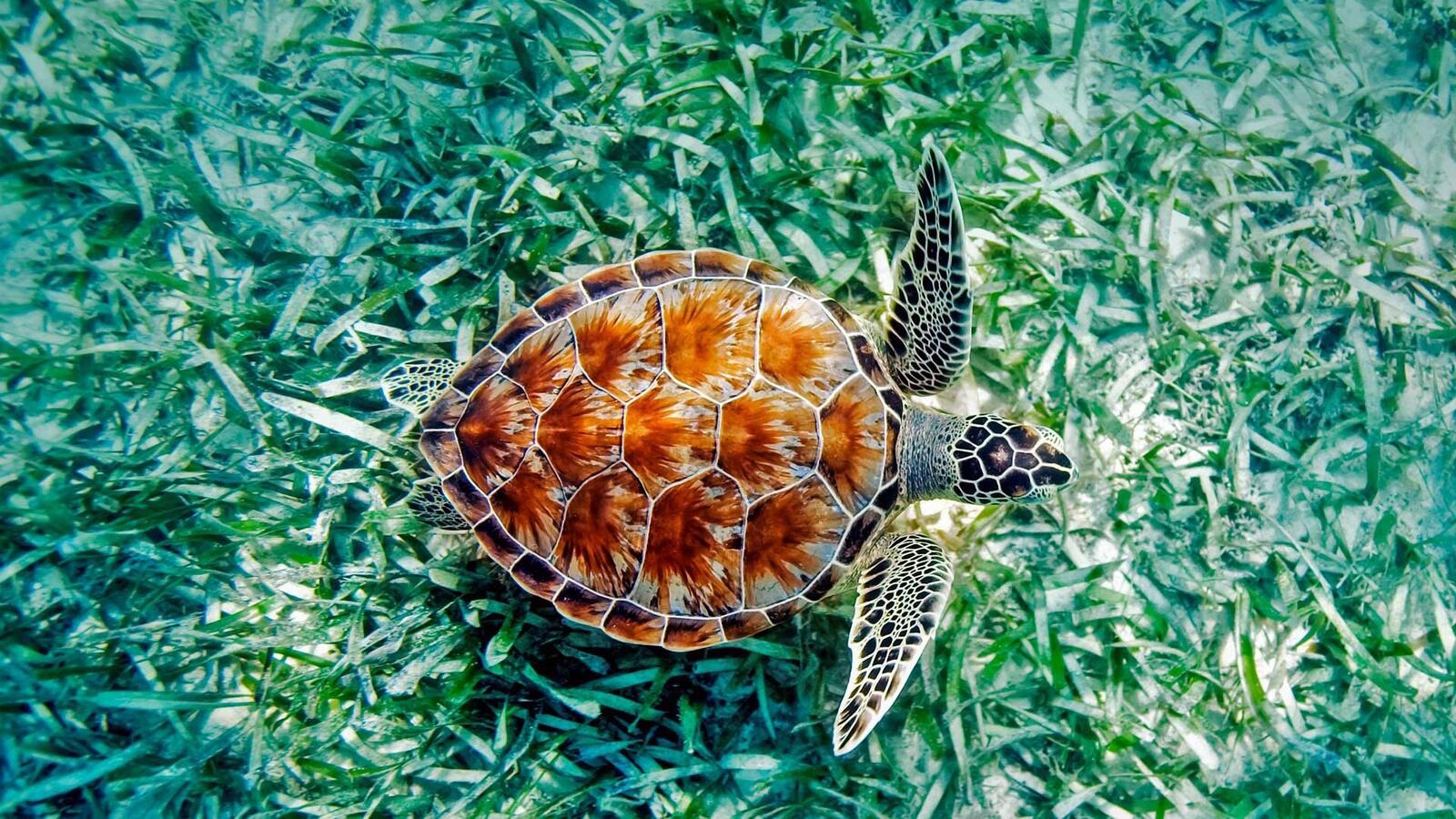 Free photo A sea turtle swims over a grassy bottom
