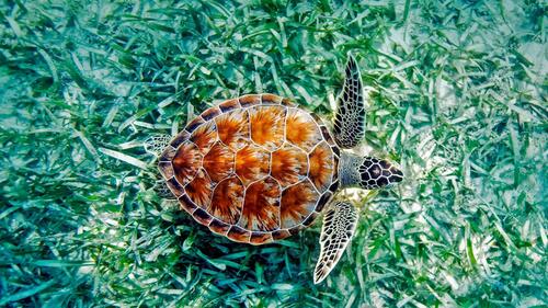 A sea turtle swims over a grassy bottom