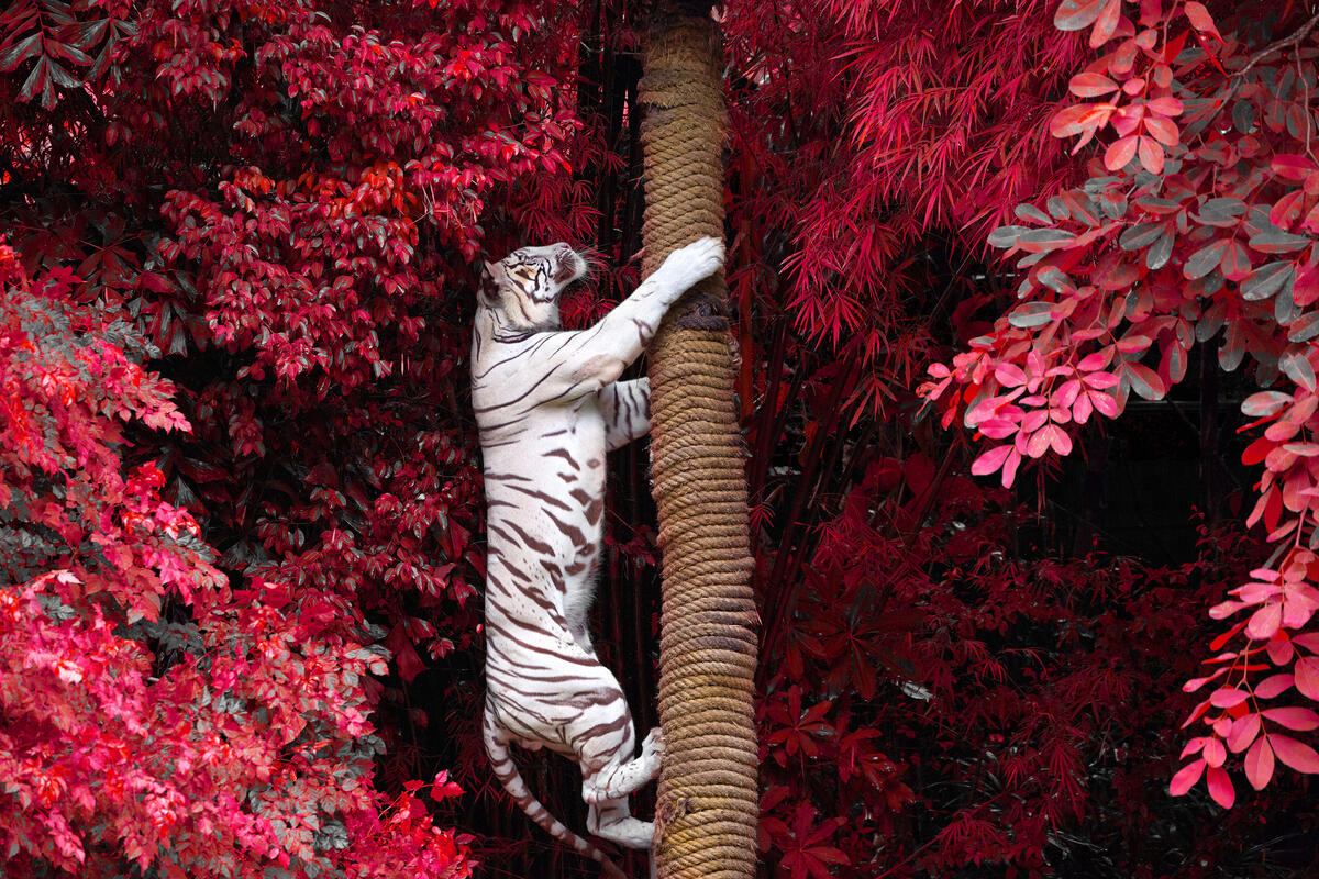 A big white tiger climbs up