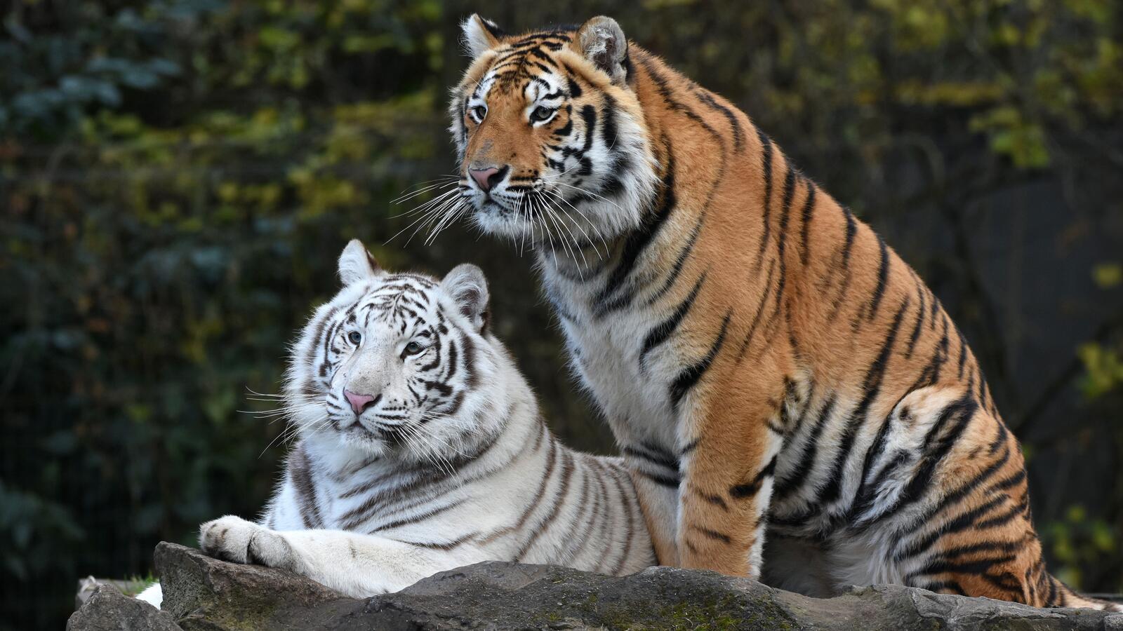 Free photo A beautiful pair of tigers