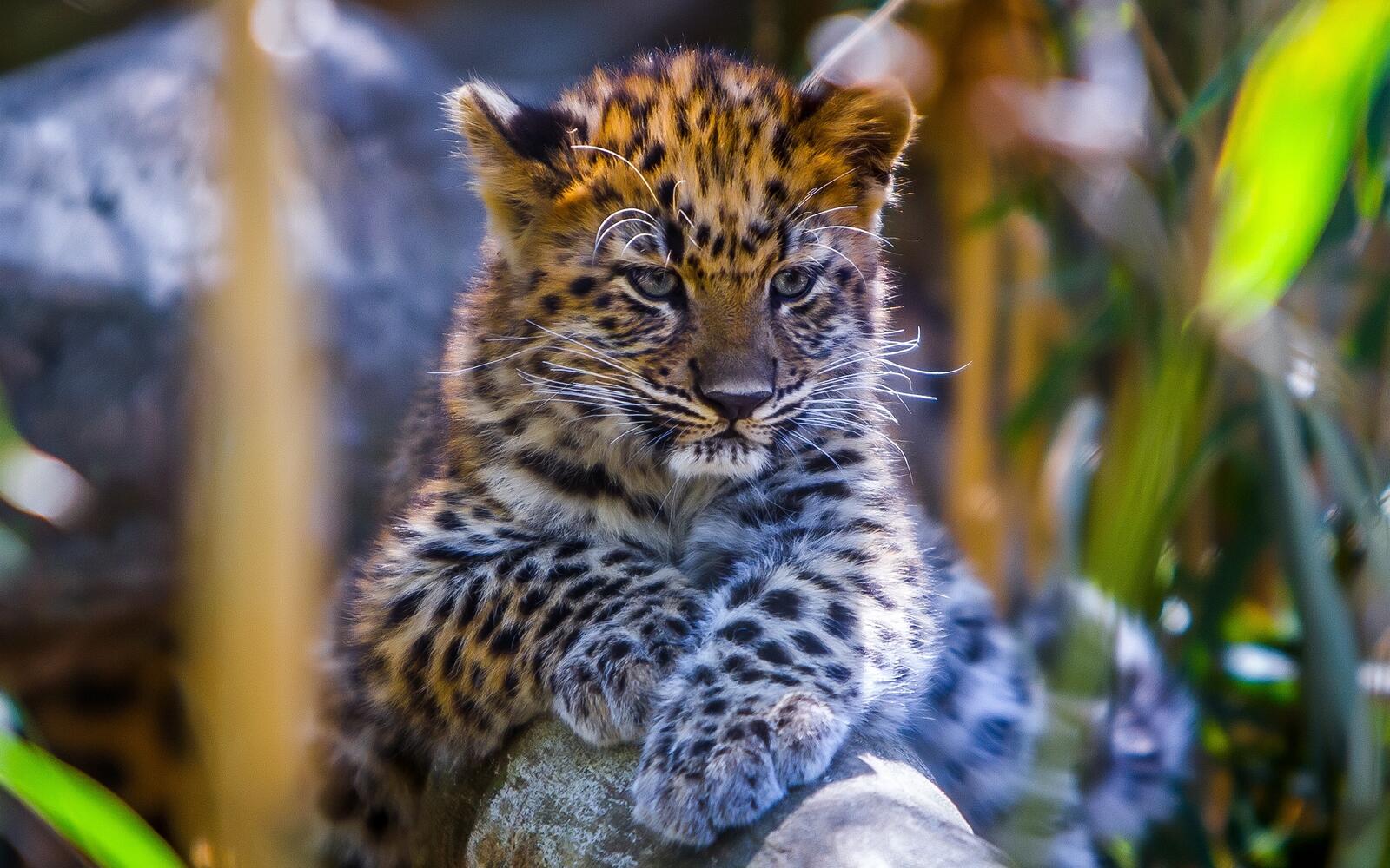 Free photo Leopard cub