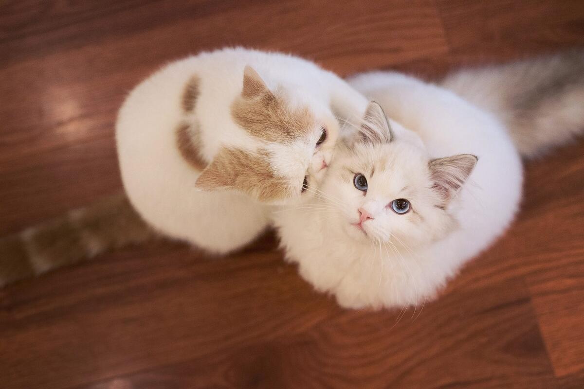 两只可爱的毛茸茸的猫咪