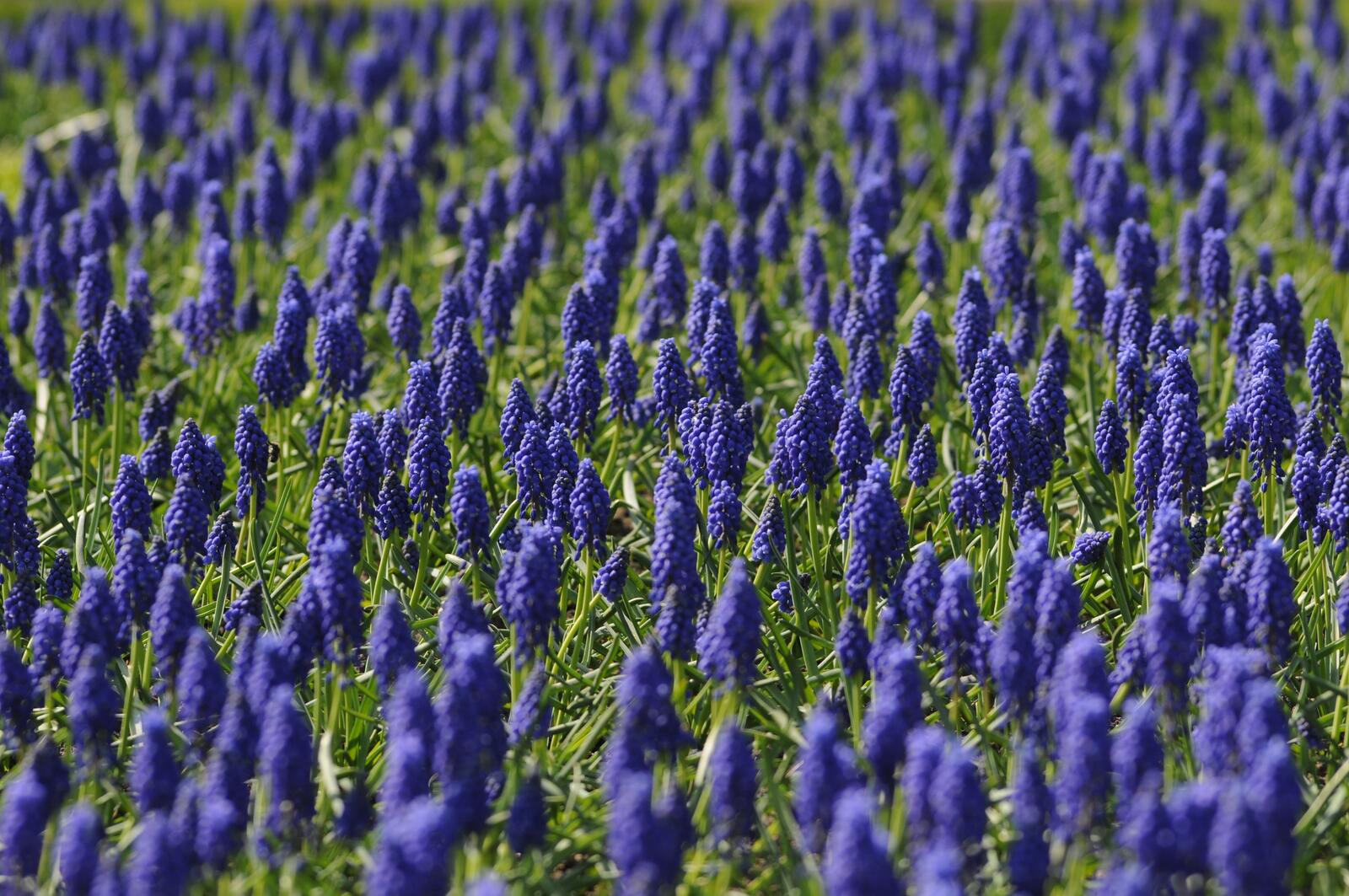 Wallpapers garden violet plants on the desktop