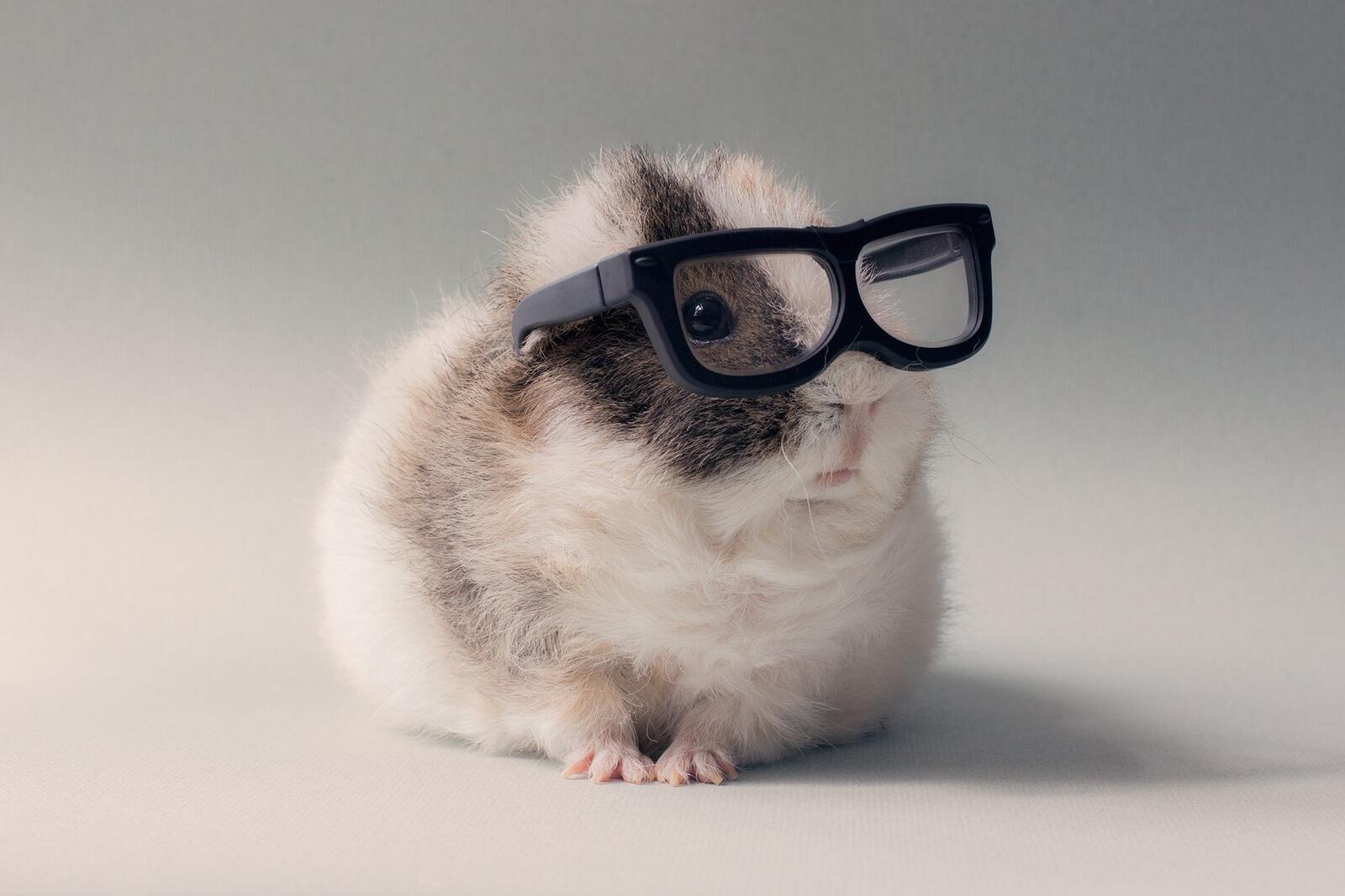 Free photo Wallpaper cute hamster with glasses