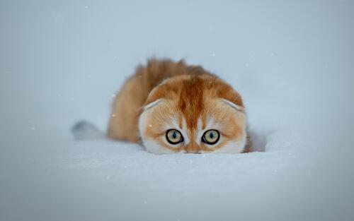 Рыжий котик прячется в снегу