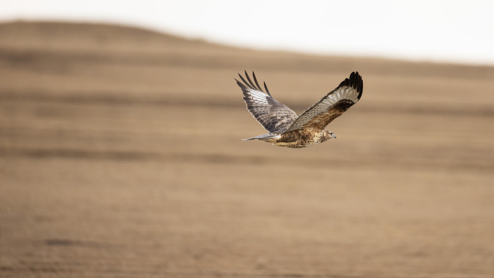 Бесплатное фото Орел в полете вид сбоку