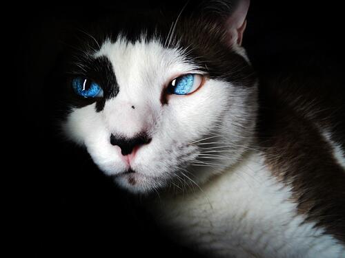 Blue-eyed spotted cat.