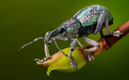 The colourful beetle stopped on the bud