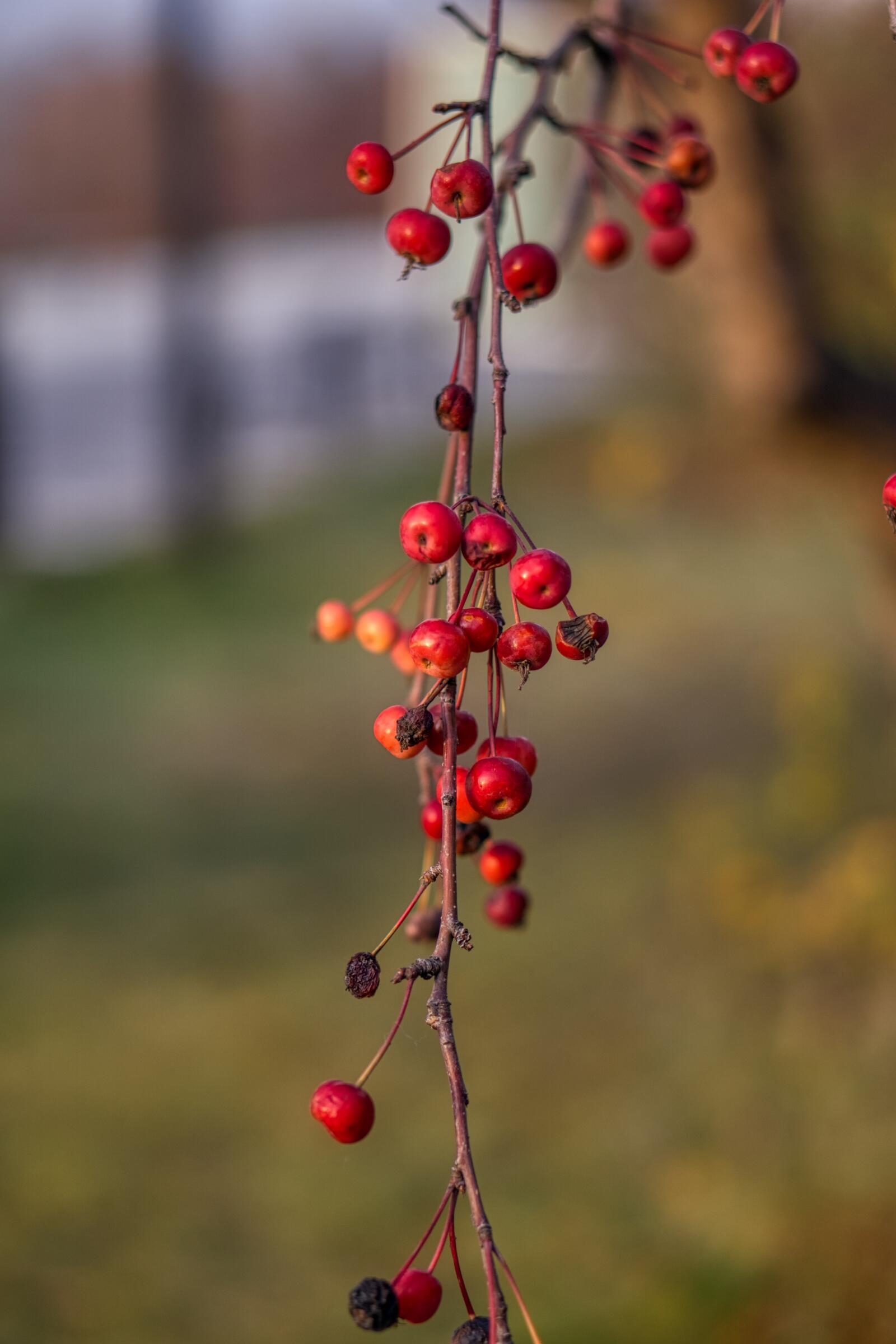 Free photo Red berries on a branch