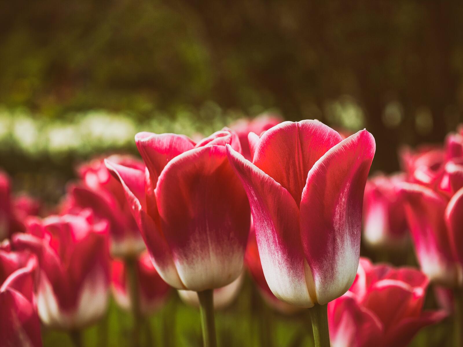 Бесплатное фото Парк с розовыми тюльпанами