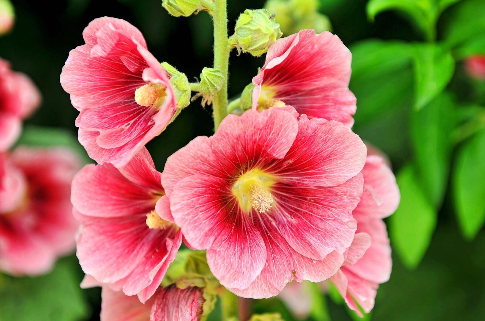Бесплатное фото Маленькие цветочки с розовыми лепестками