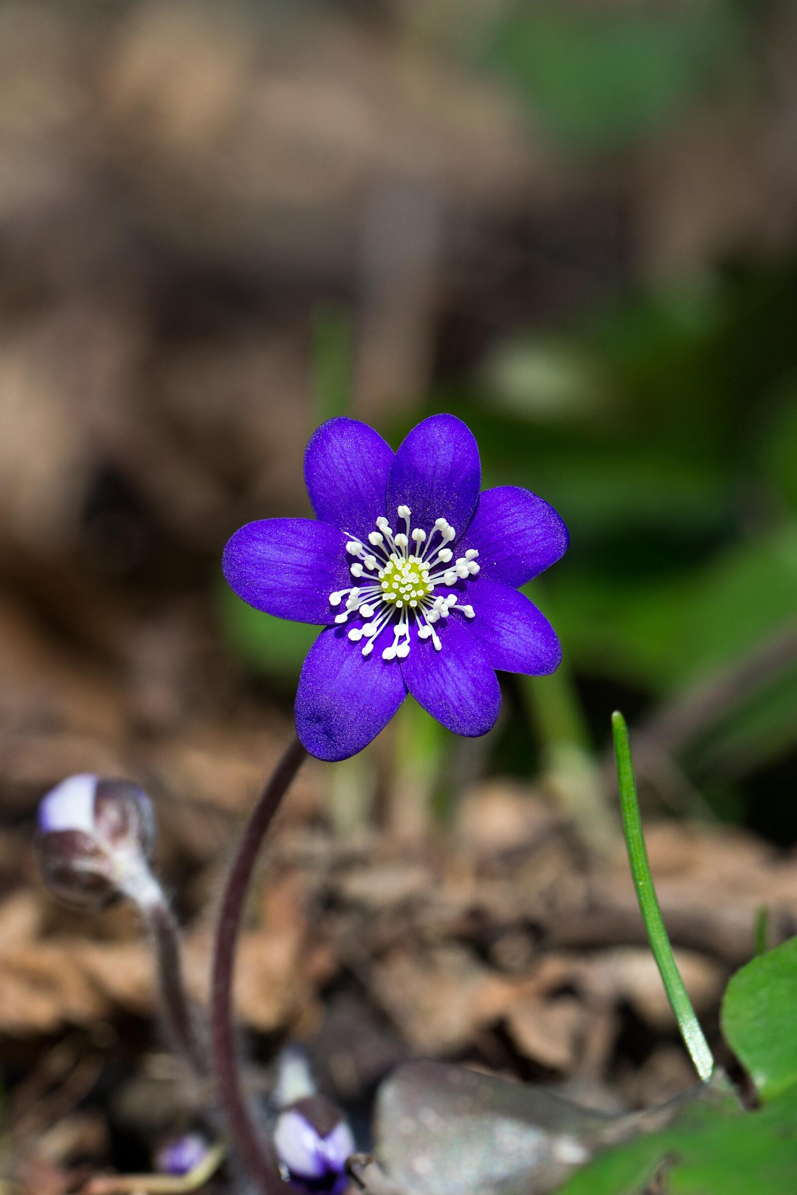 Бесплатное фото Фиолетовый полевой цветочек