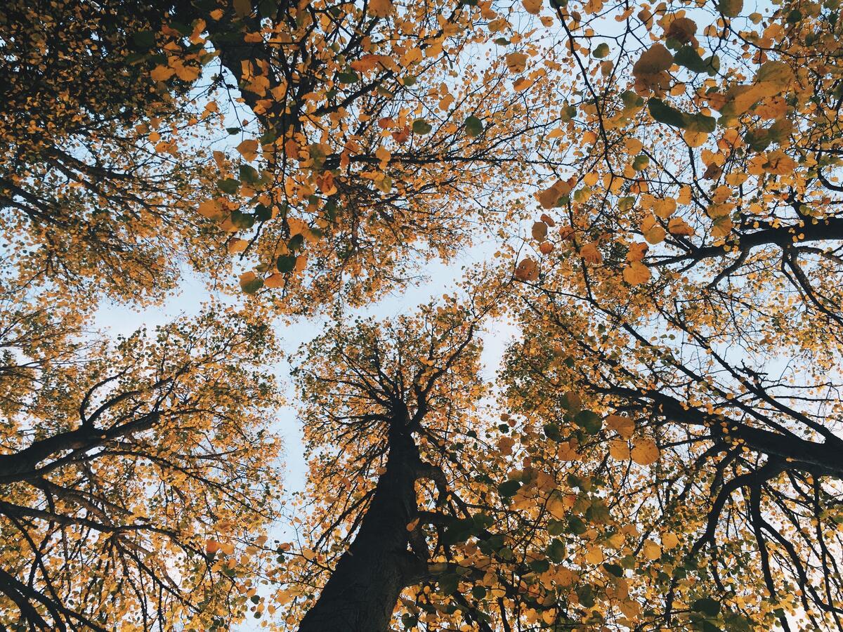 Вид на вершины деревьев с желтыми листьями