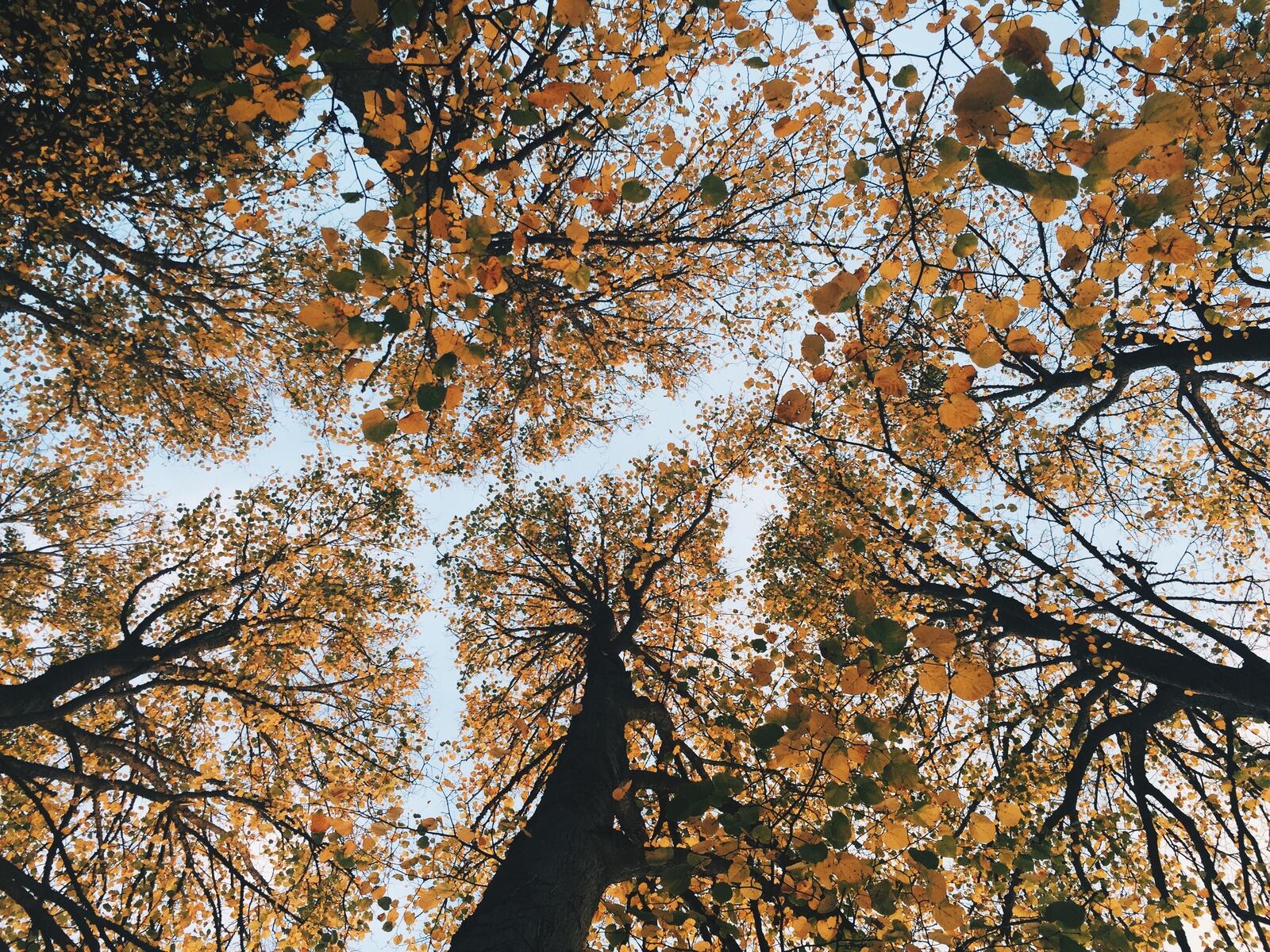 免费照片树梢上的黄叶景观