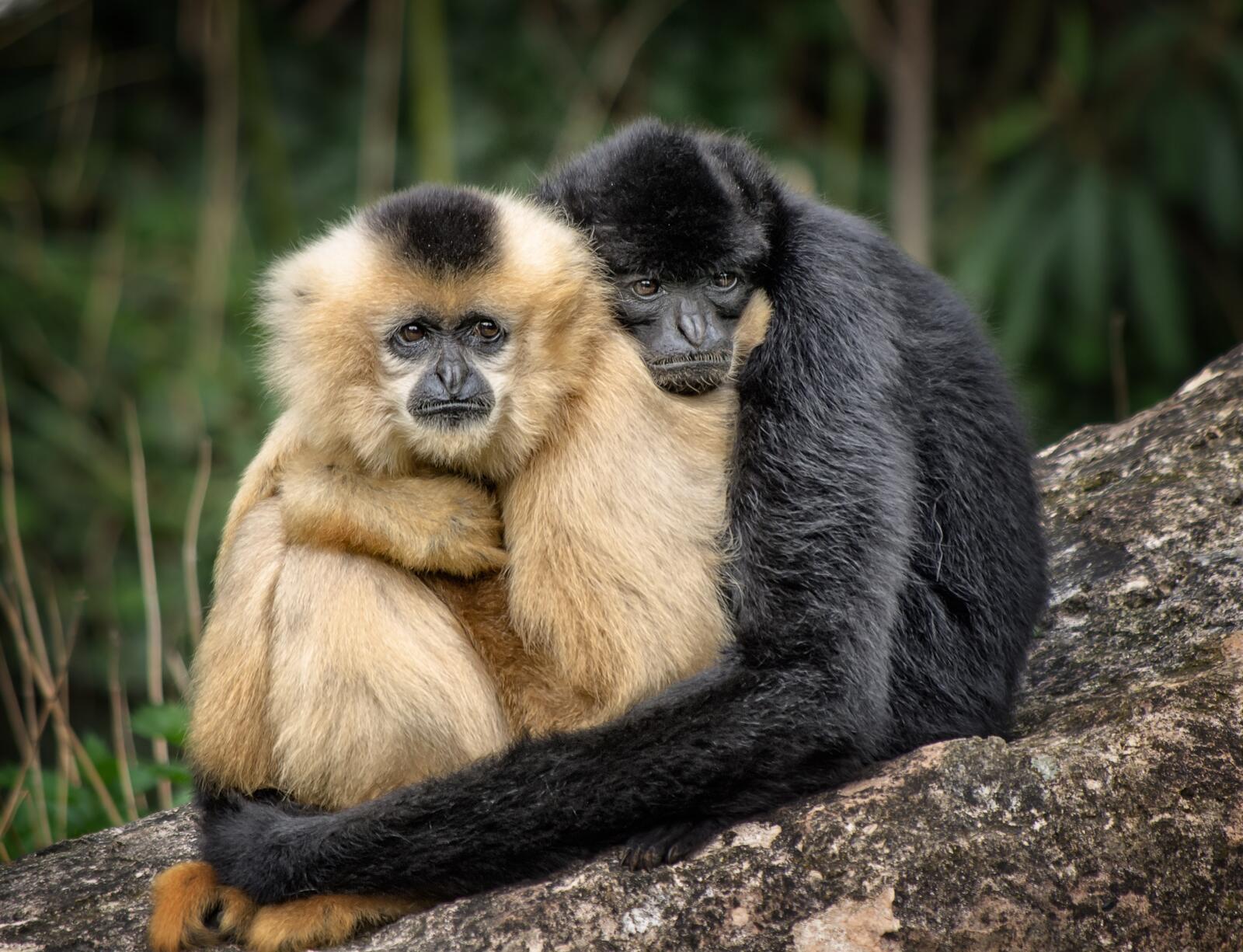 免费照片猴子们坐在彼此的怀里。