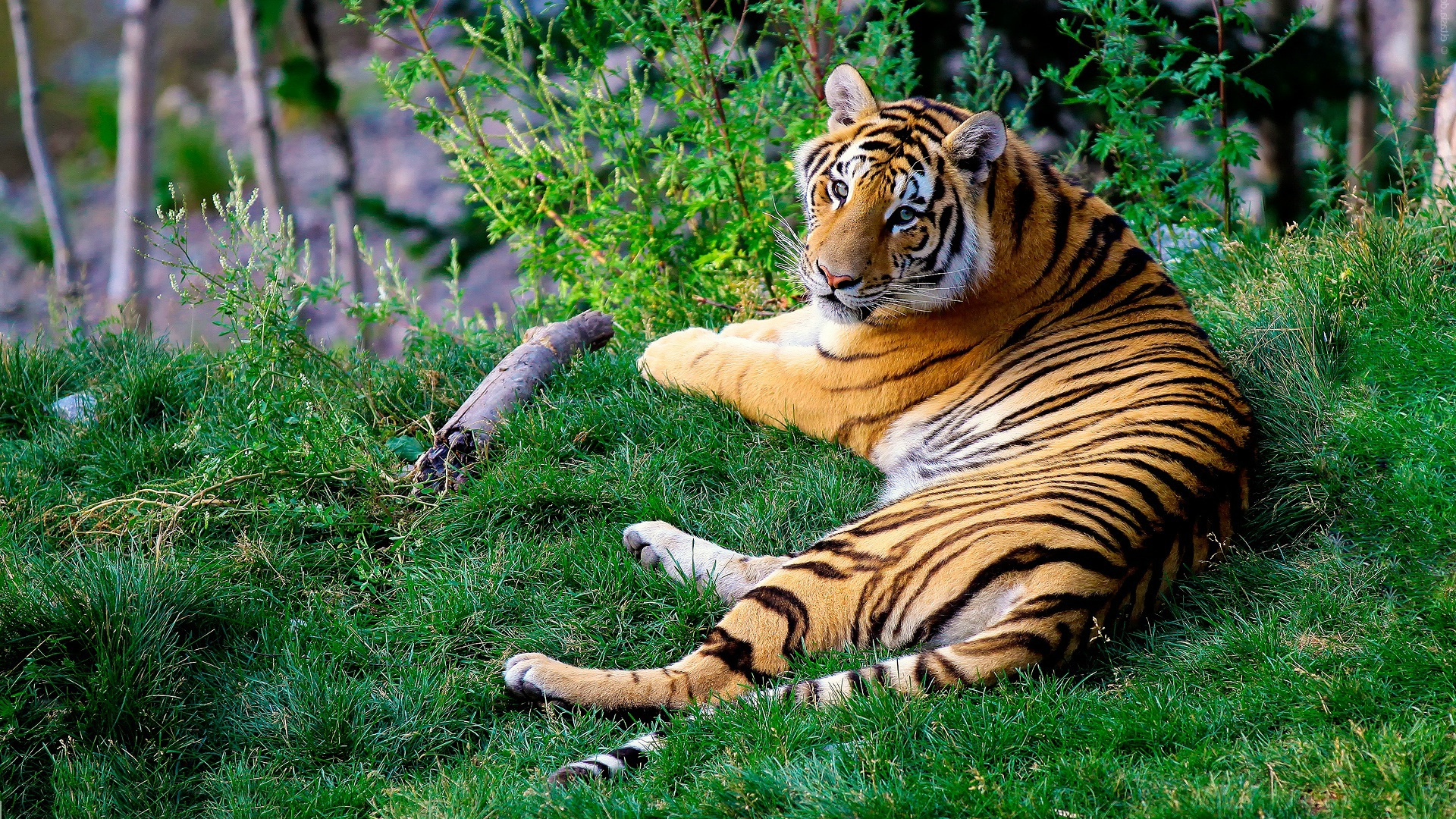 Тигр лежит на лесной лужайке
