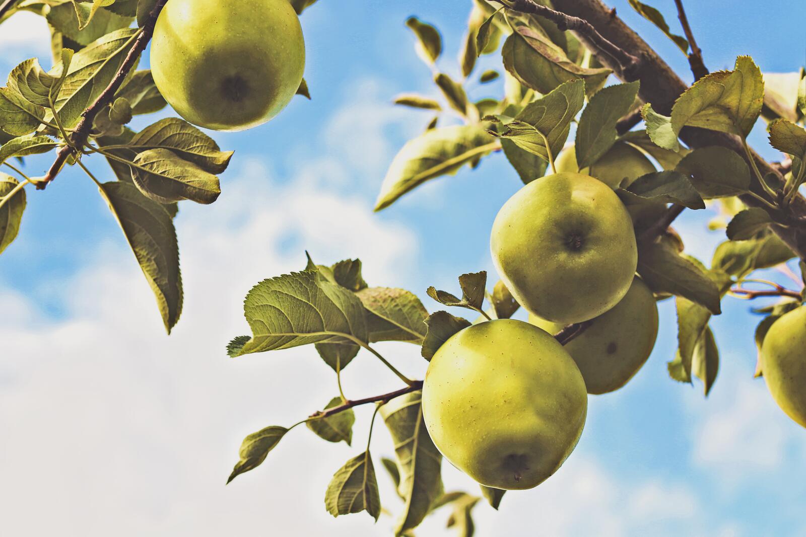 Бесплатное фото Ветка с зелеными яблоками