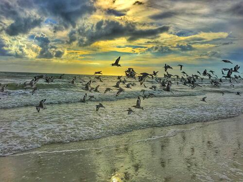 Птицы летают возле берега моря на пляже