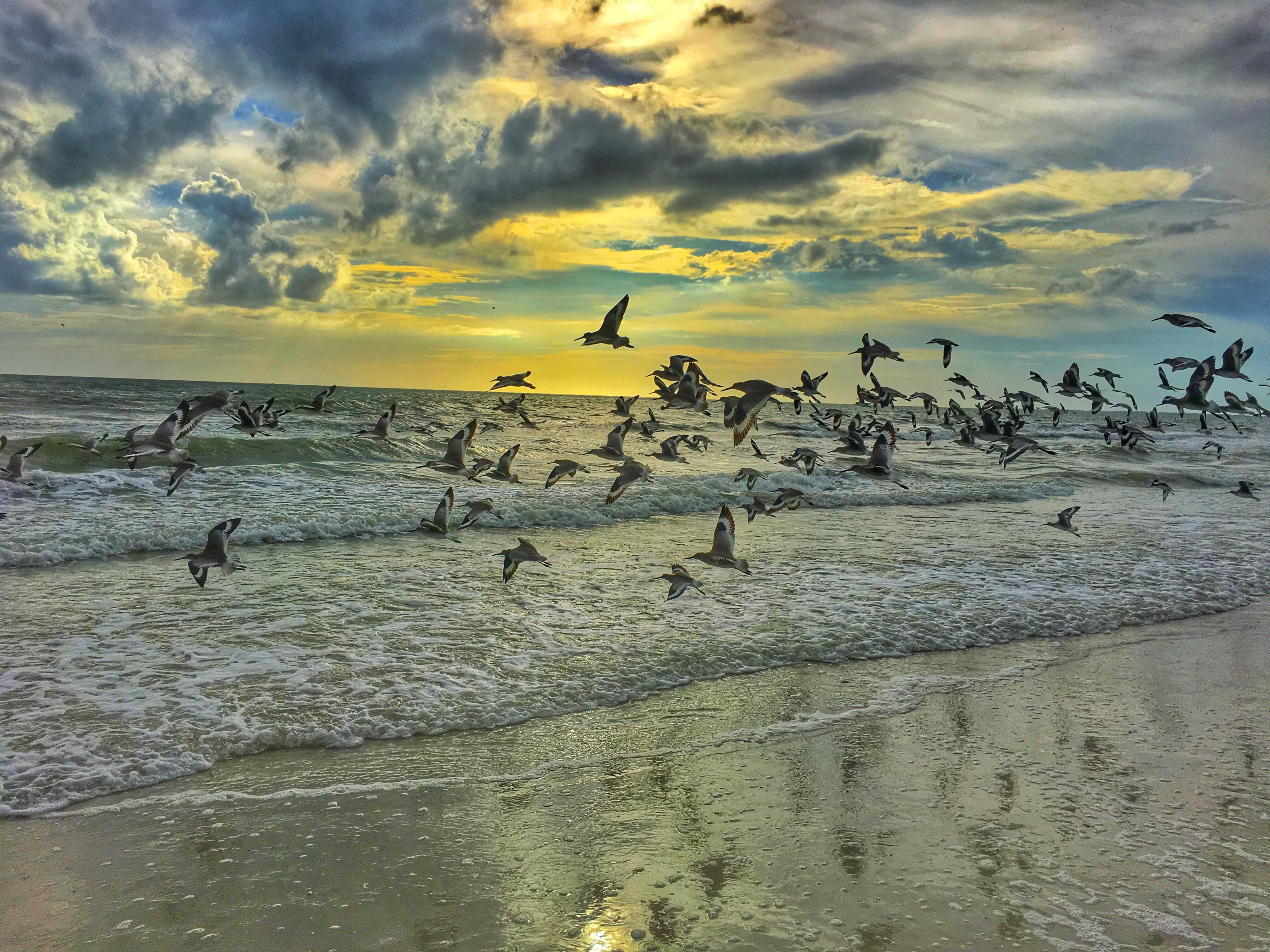 免费照片鸟儿在海边的沙滩上飞翔
