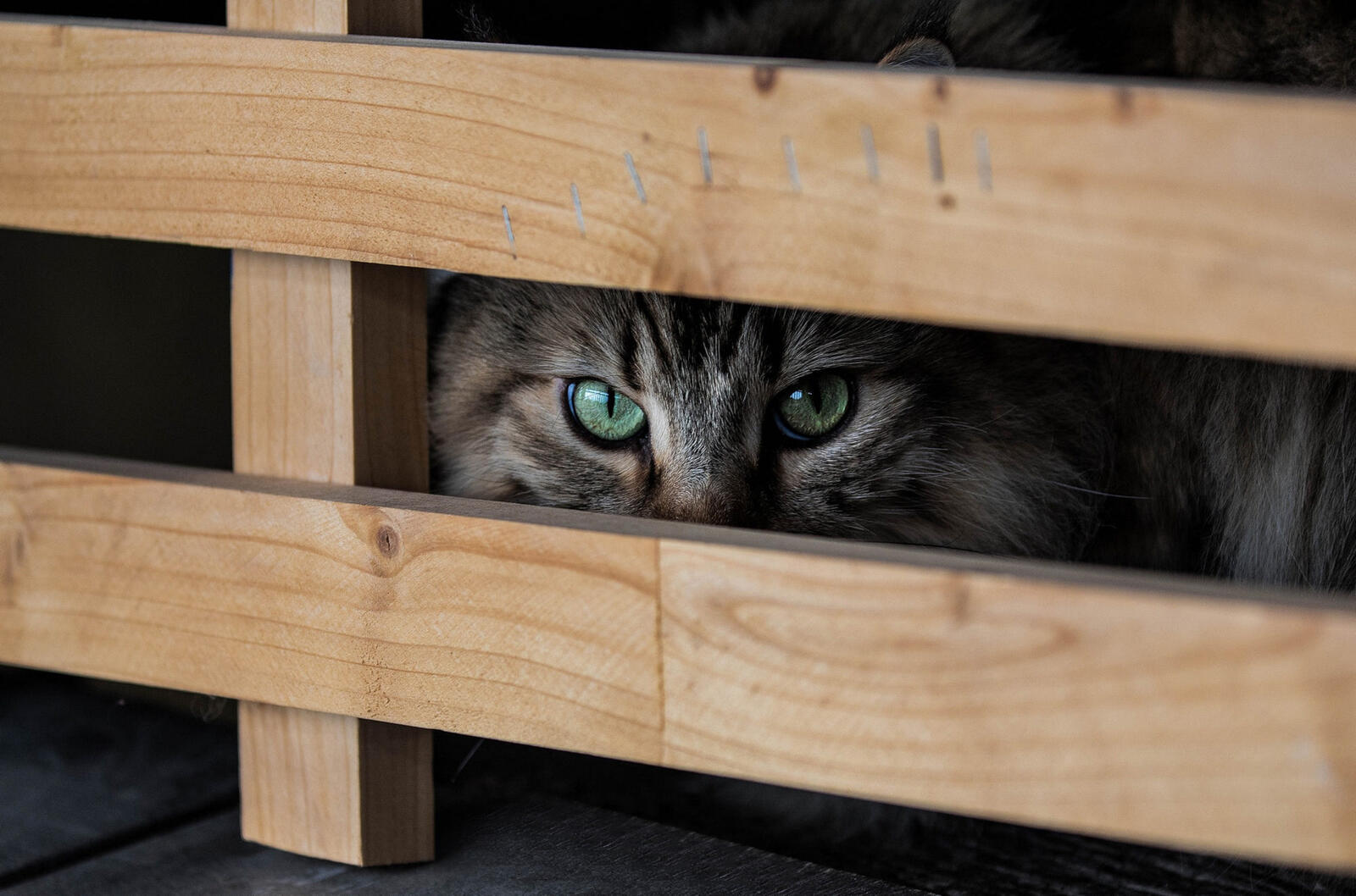 Free photo A cat hides behind a wooden fence