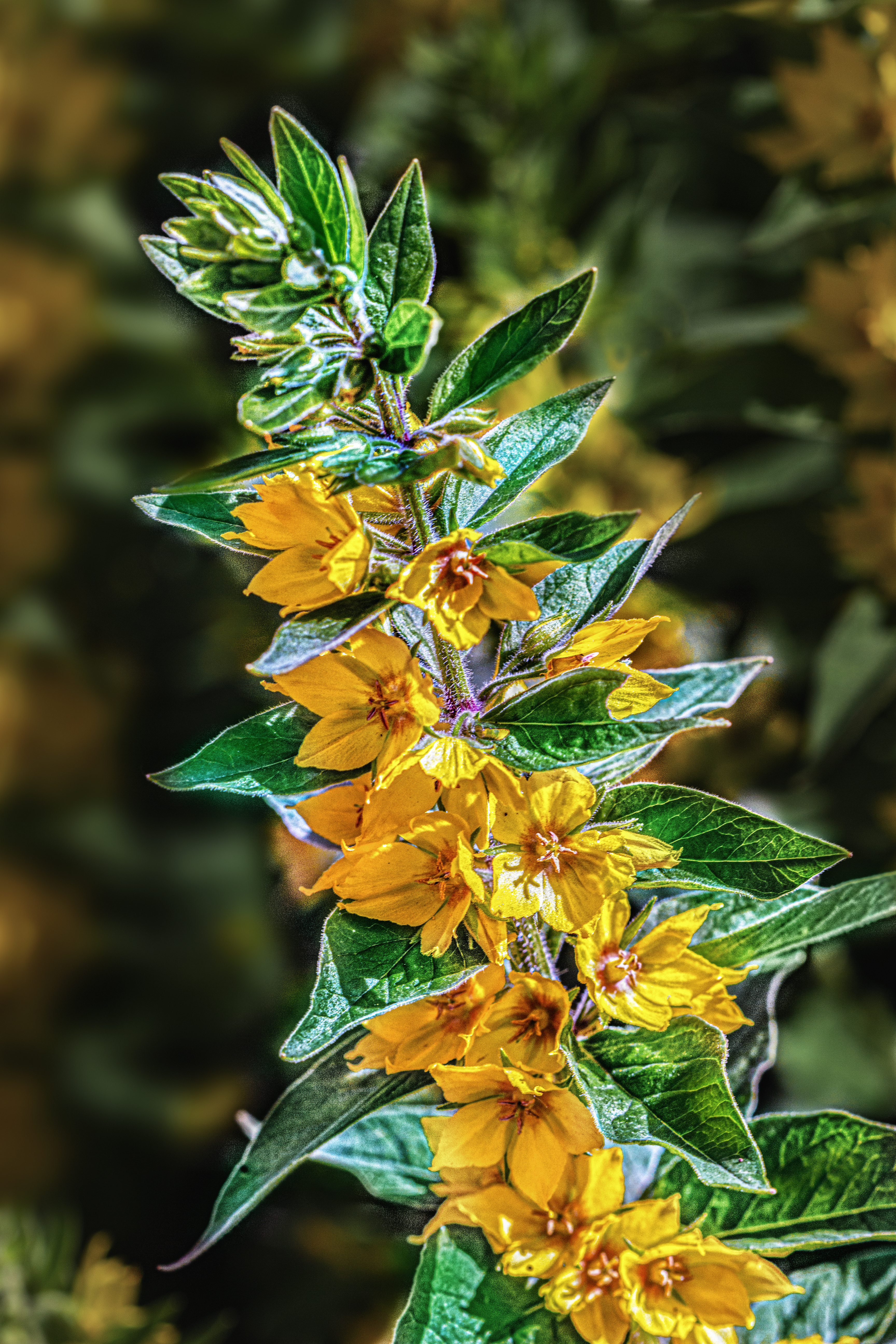Бесплатное фото Красивый желтый цветок