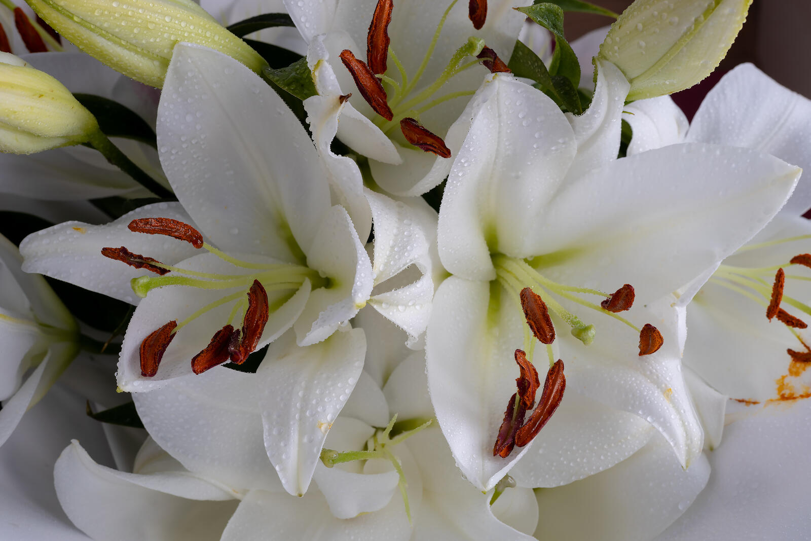 Free photo Close-up of white lilies in water drops