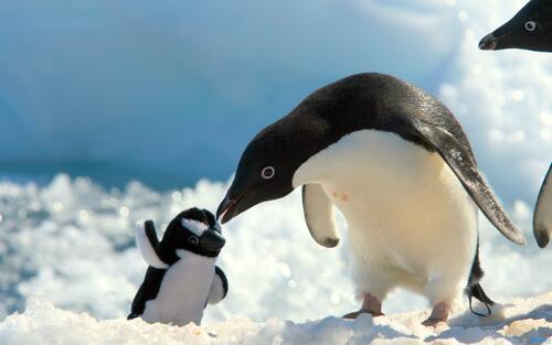 Семья пингвинов с детенышем