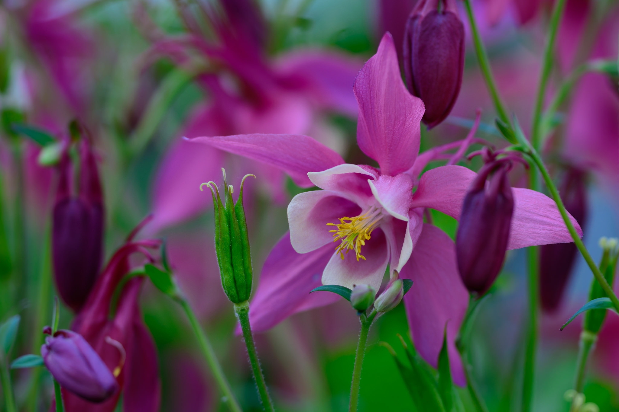 免费照片草地上的紫色花朵