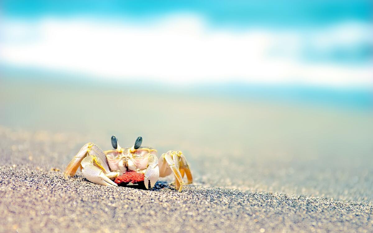 A tiny crab in the sand.