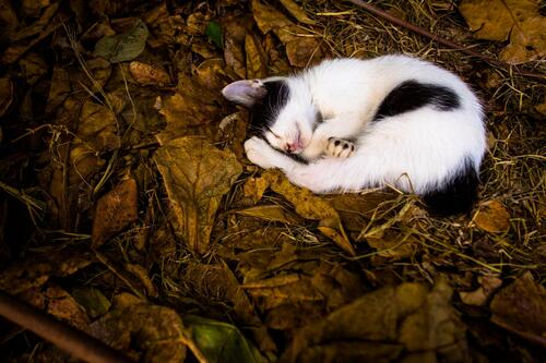 Маленький черно-белый котенок спит на опавших листьях