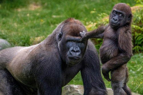 Малыш гориллы с мамой