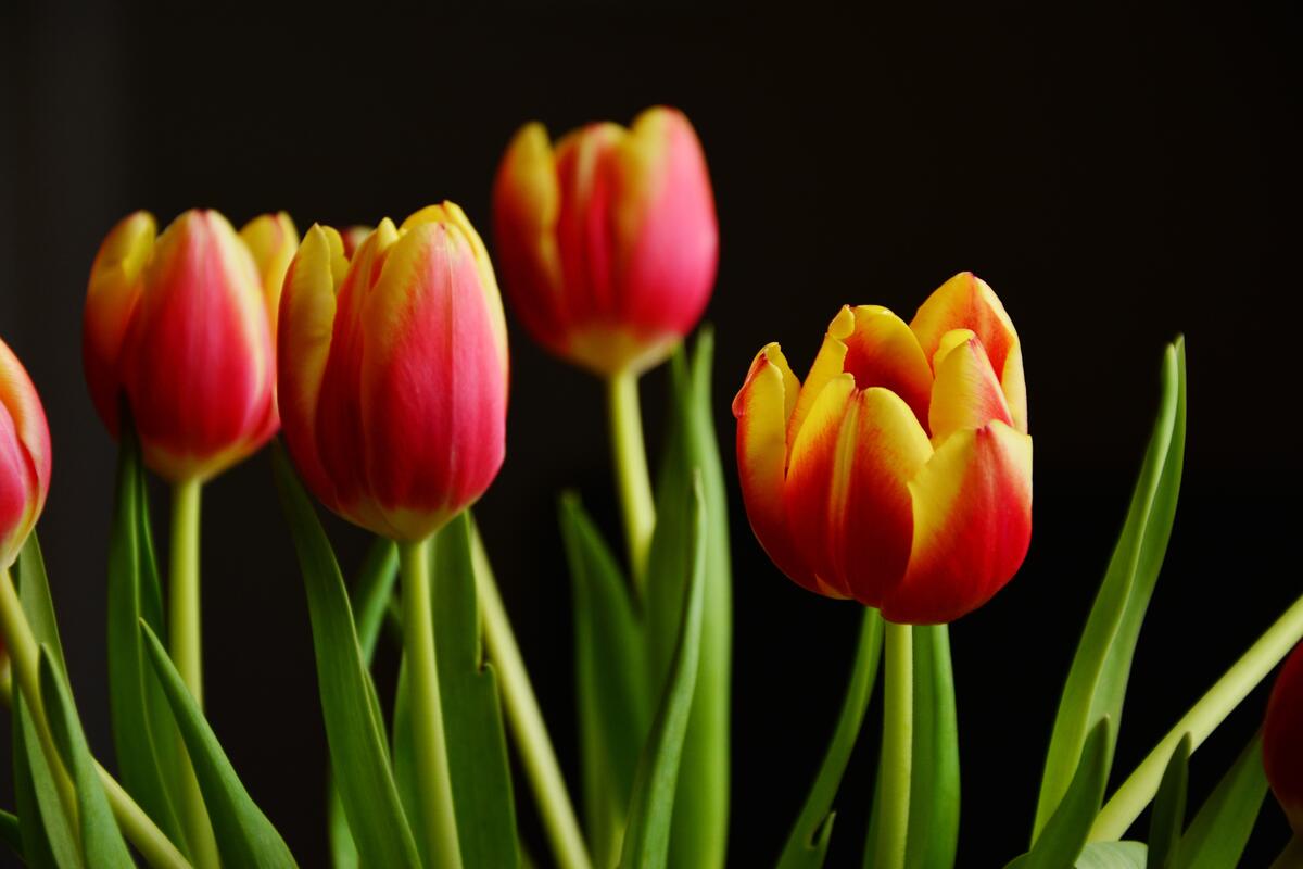 Red and yellow tulips on black background