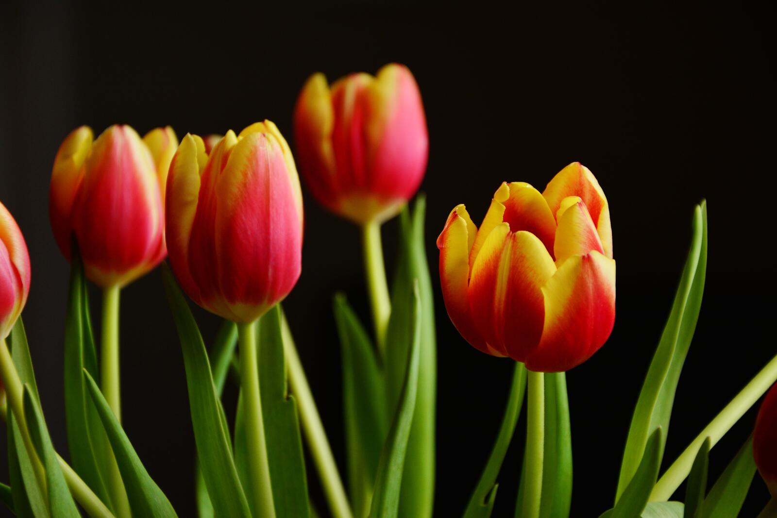 Free photo Red and yellow tulips on black background