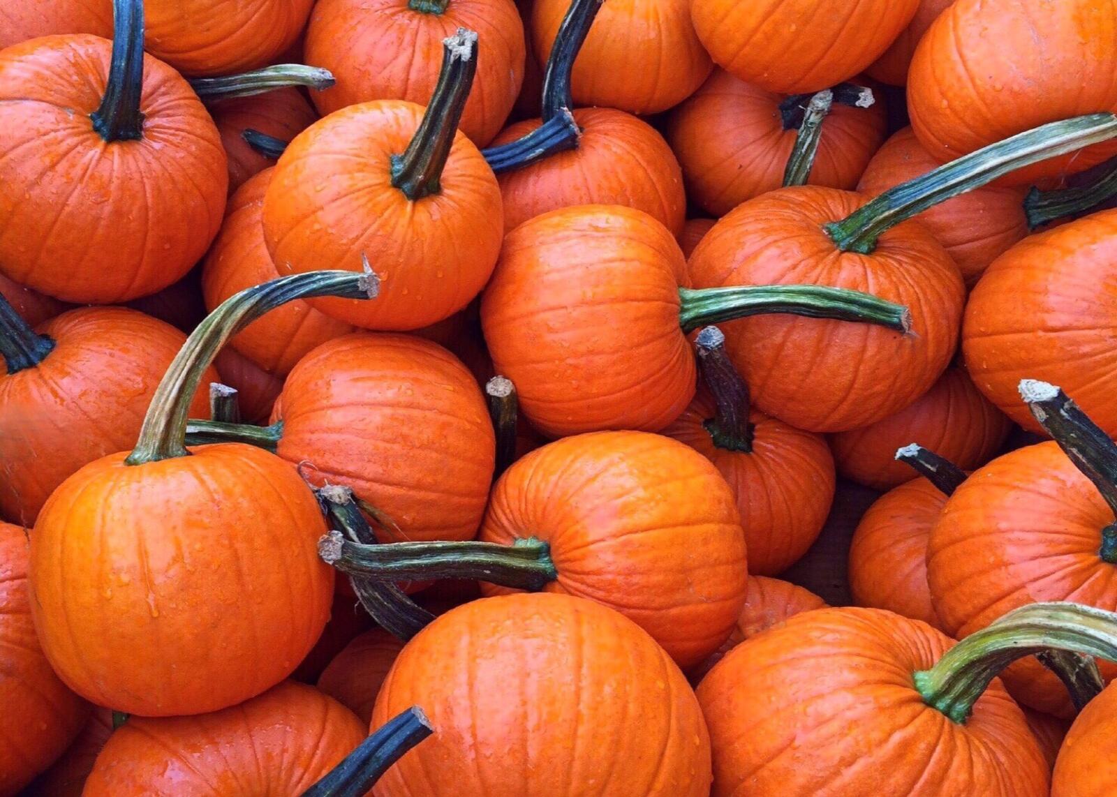 Бесплатное фото Большая куча оранжевых тыкв