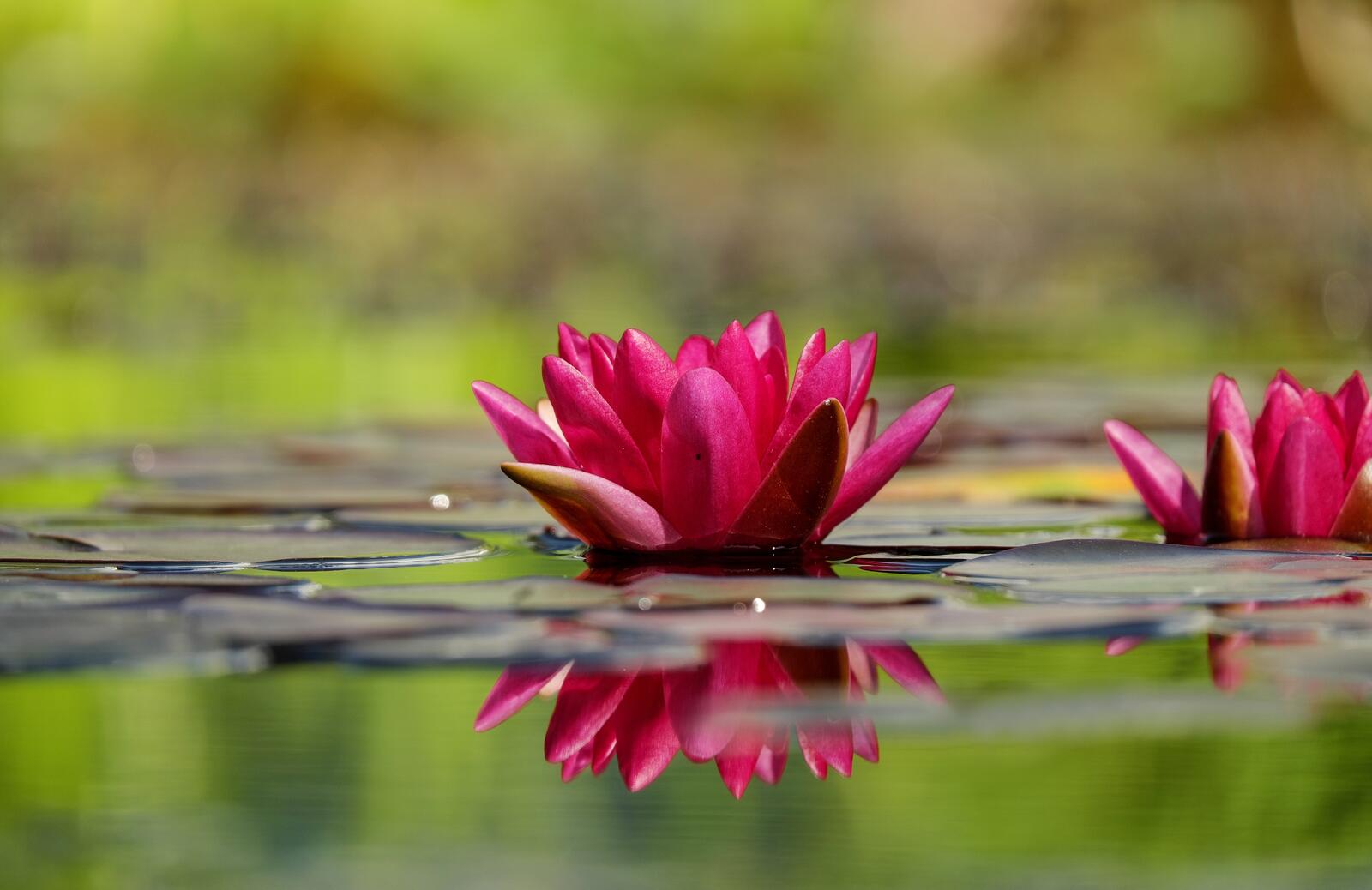 Free photo Wallpaper with pink lilies on the water