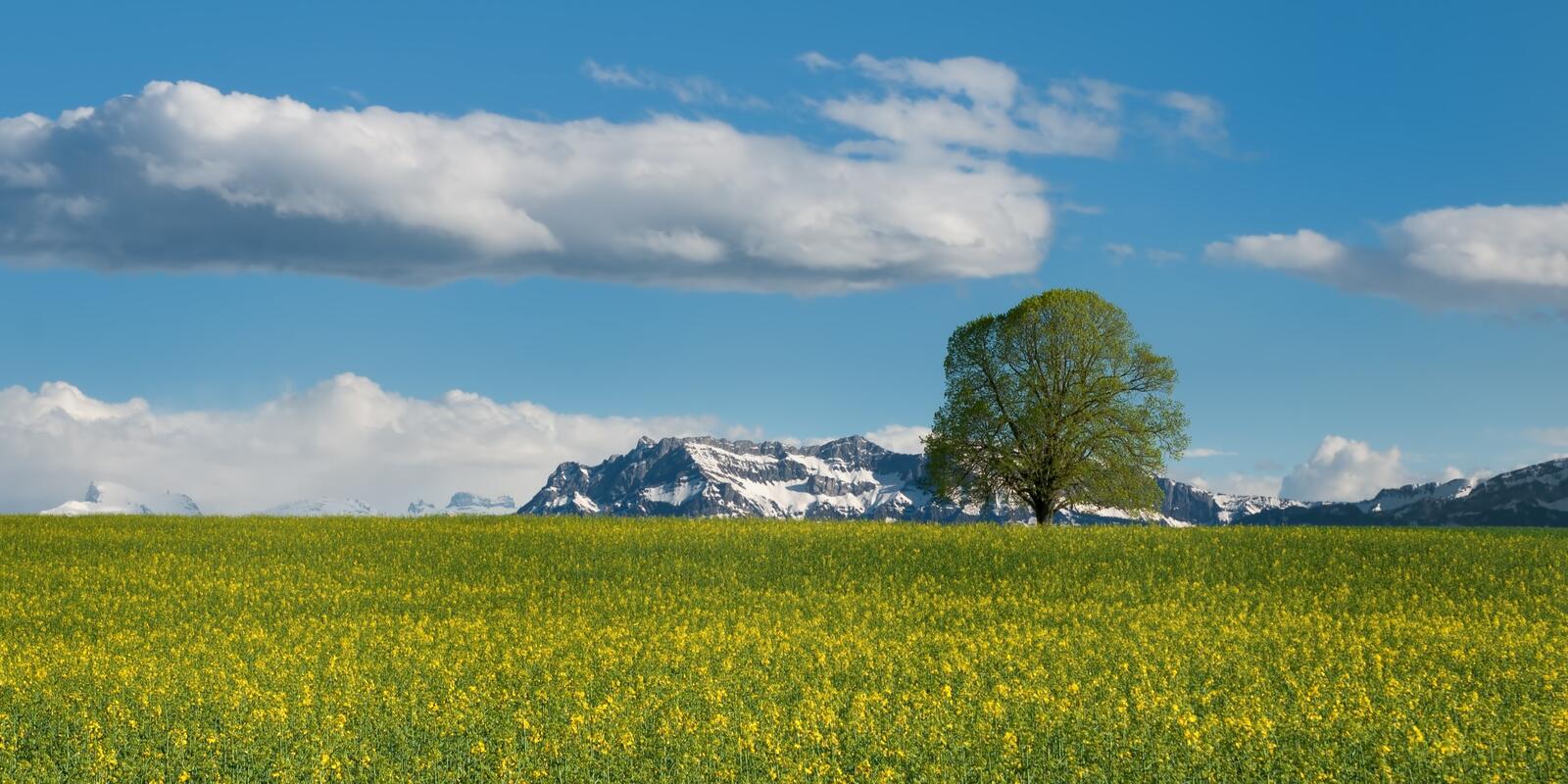 Free photo A large field with yellow flowers and a lone tree