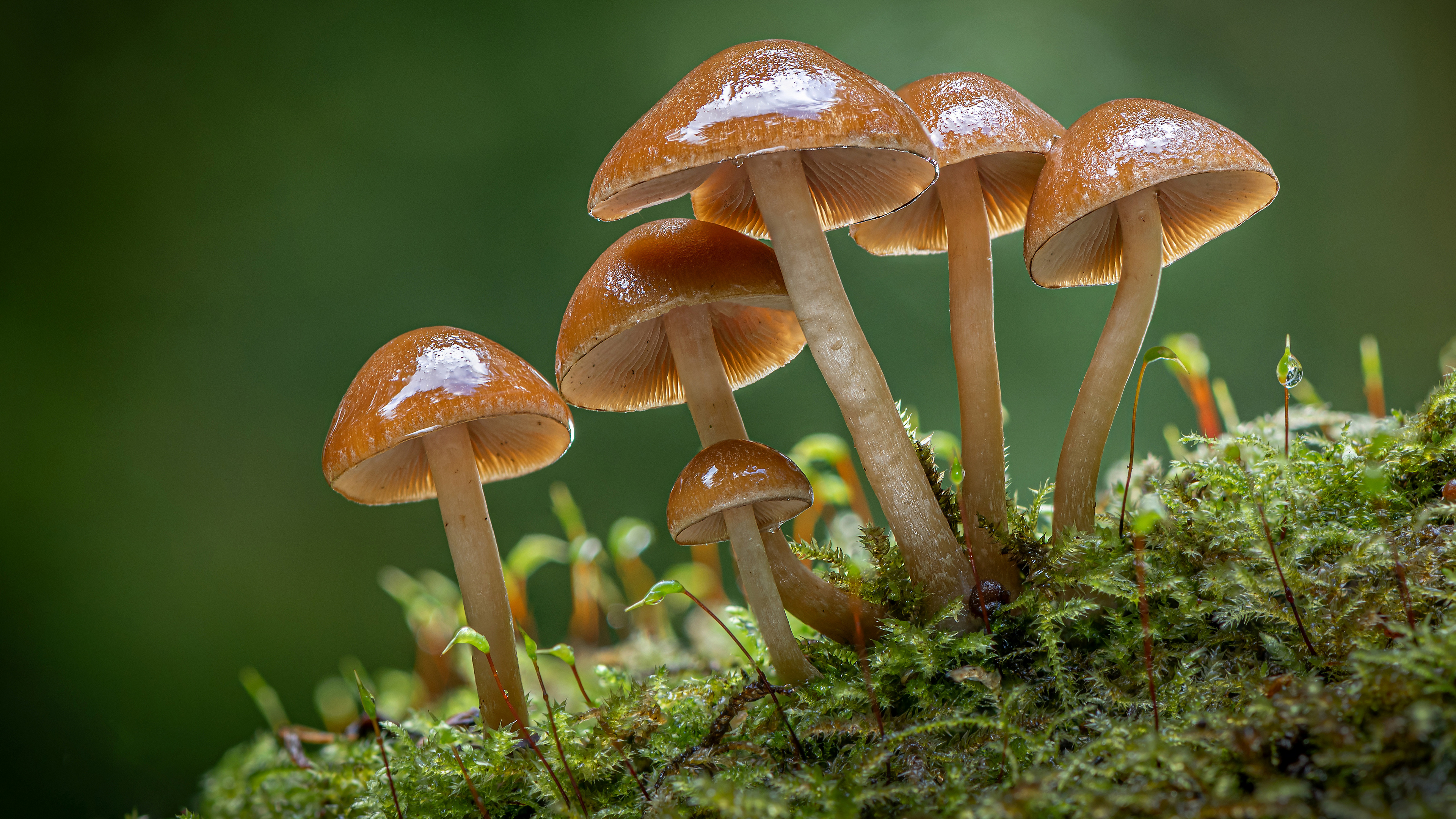 生长在绿色苔藓上的不可食用的蘑菇