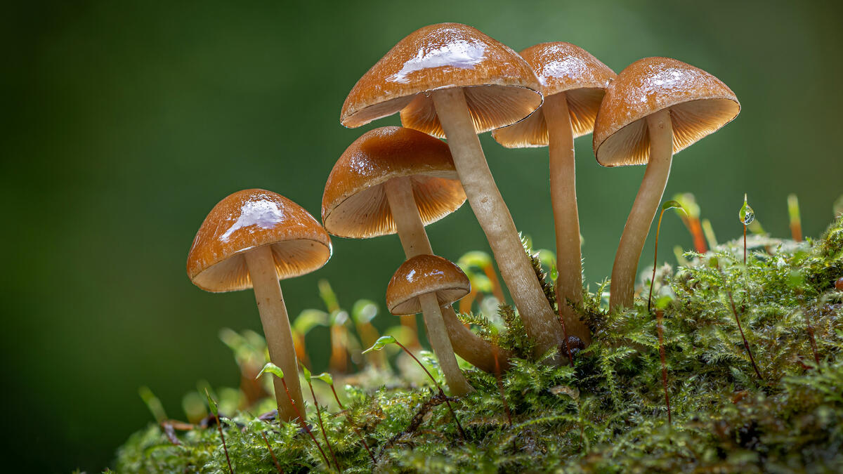 Несъедобные грибы растущие на зеленом мохе