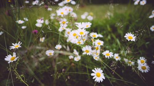 Green grass with daisies