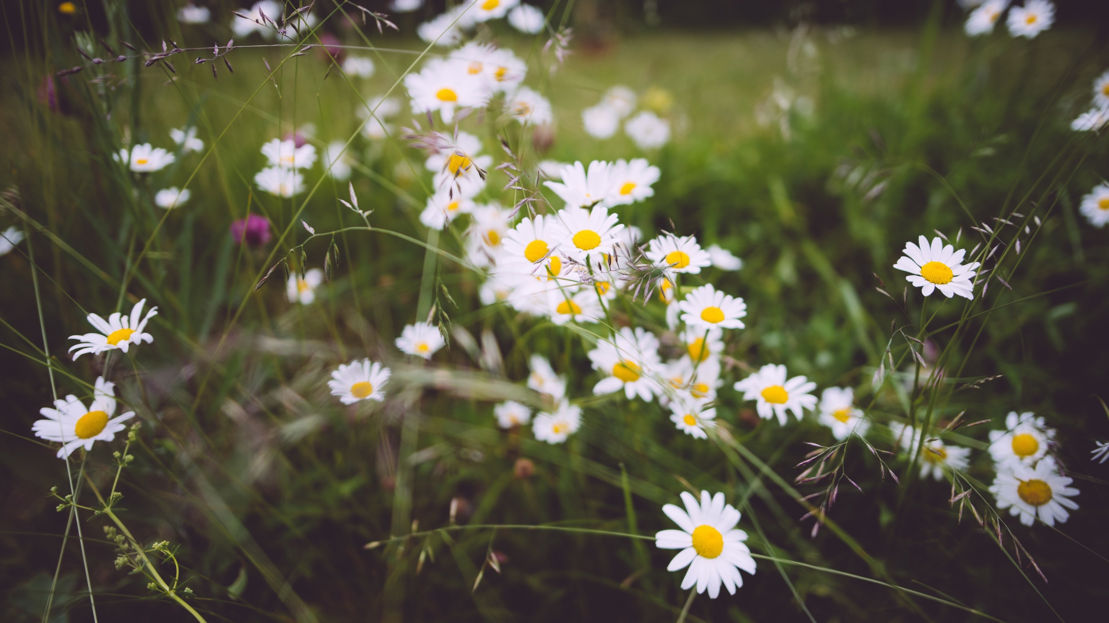 Free photo Green grass with daisies