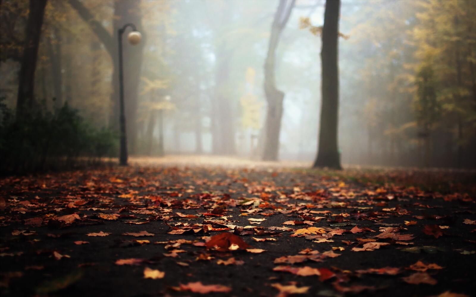 Бесплатное фото Опавшие осенние листья на аллее в парке