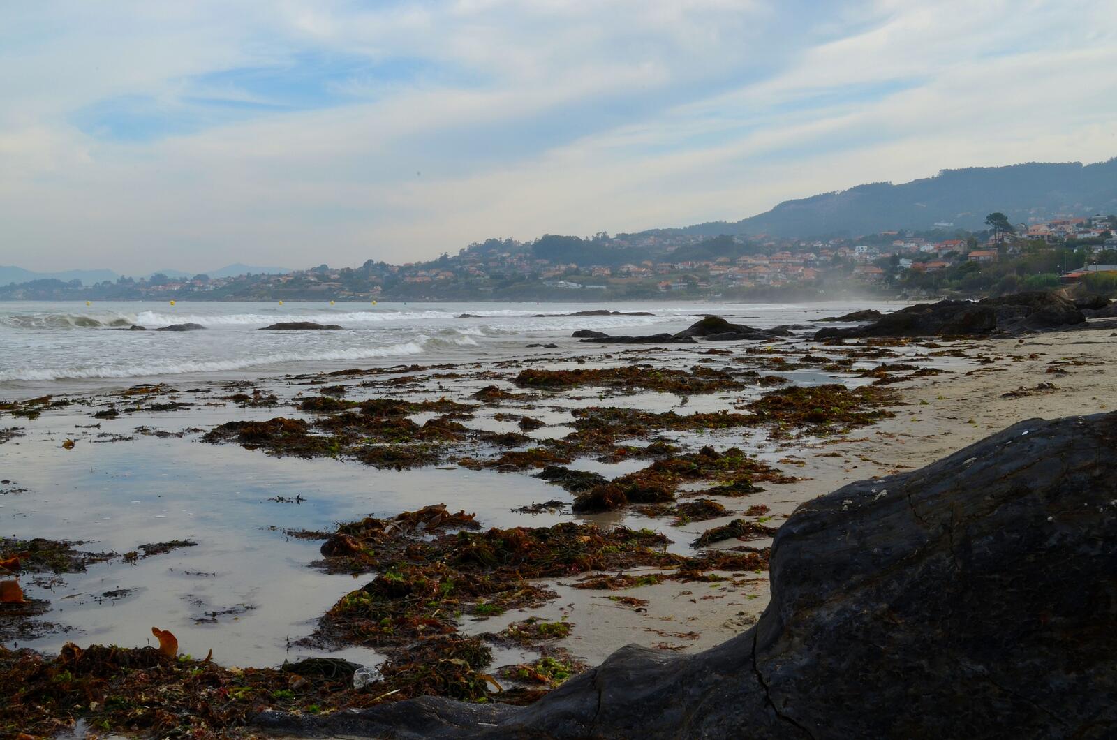 Бесплатное фото Большие кучи тины выброшенные на берег моря