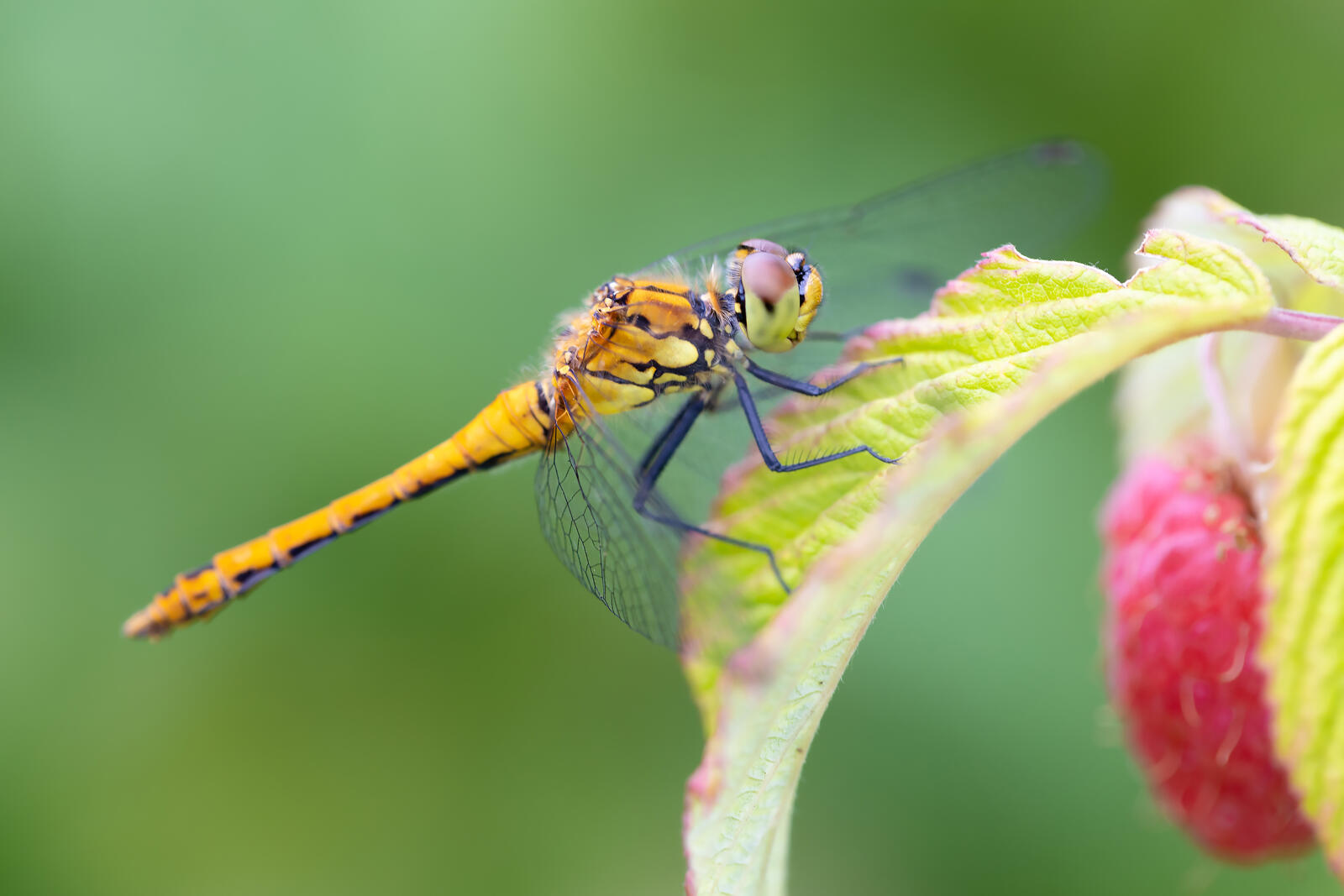 Free photo A yellow dragonfly on a raspberry leaf.