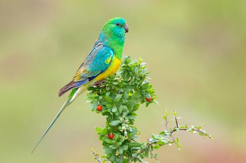 A little parrot sits on a green bush