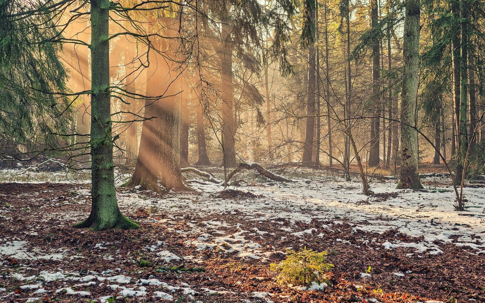 Бесплатное фото Первый снег в хвойном лесу