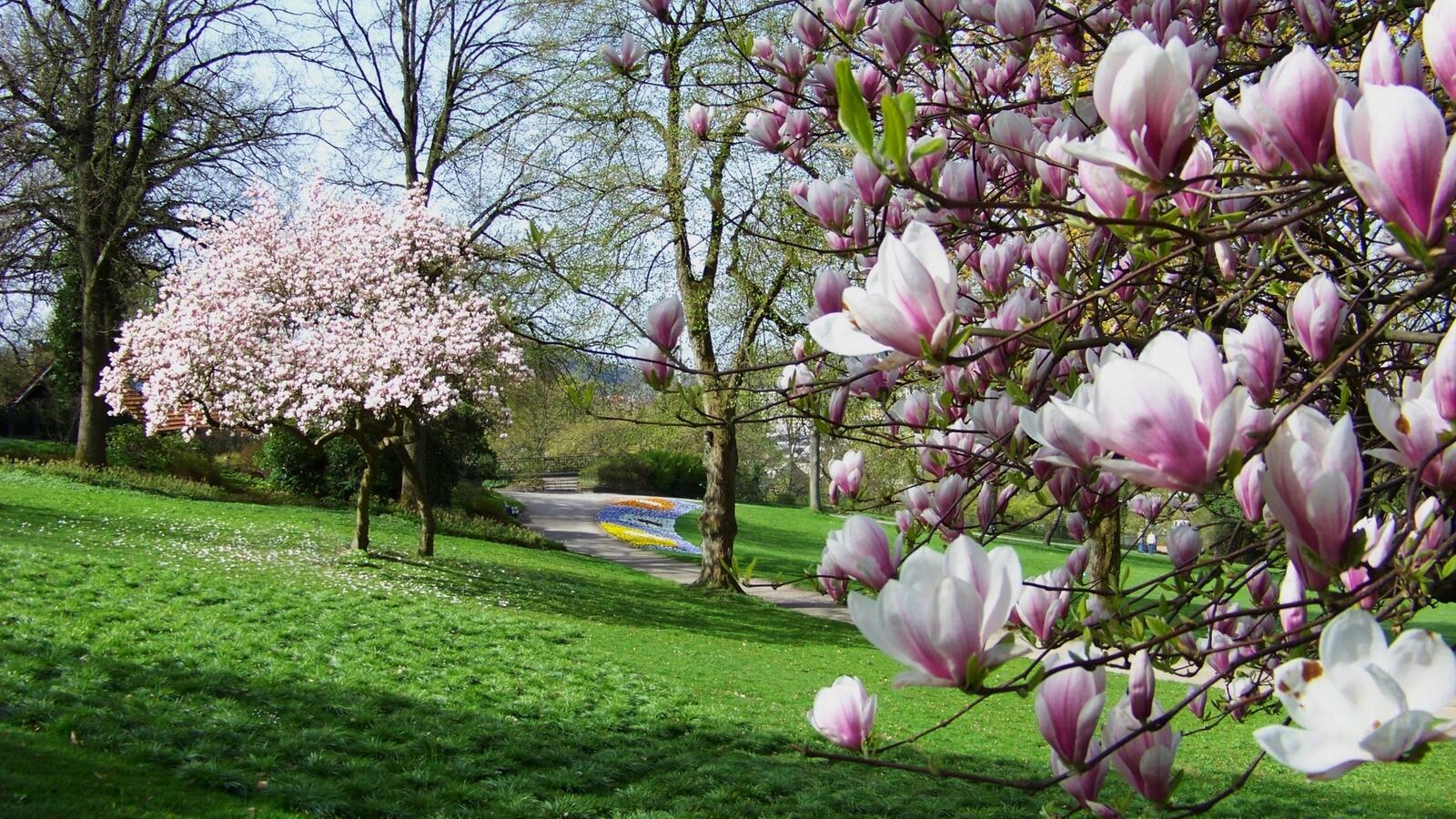 Бесплатное фото Цветущие деревья в парке
