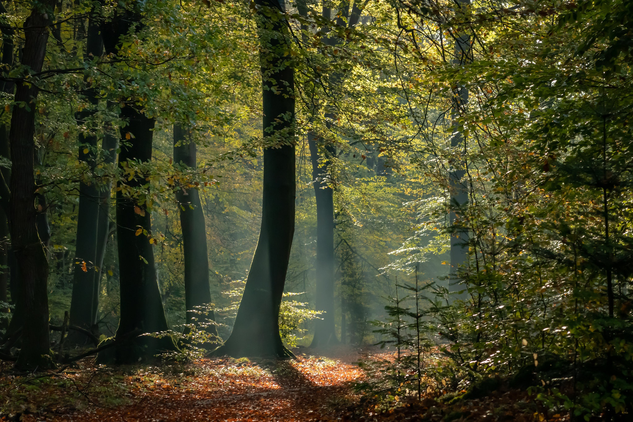 Free photo Sunbeams in the dense autumn forest