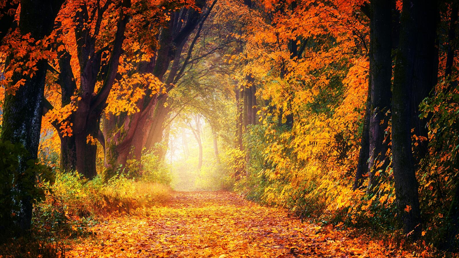 Free photo A forest road with fallen golden leaves
