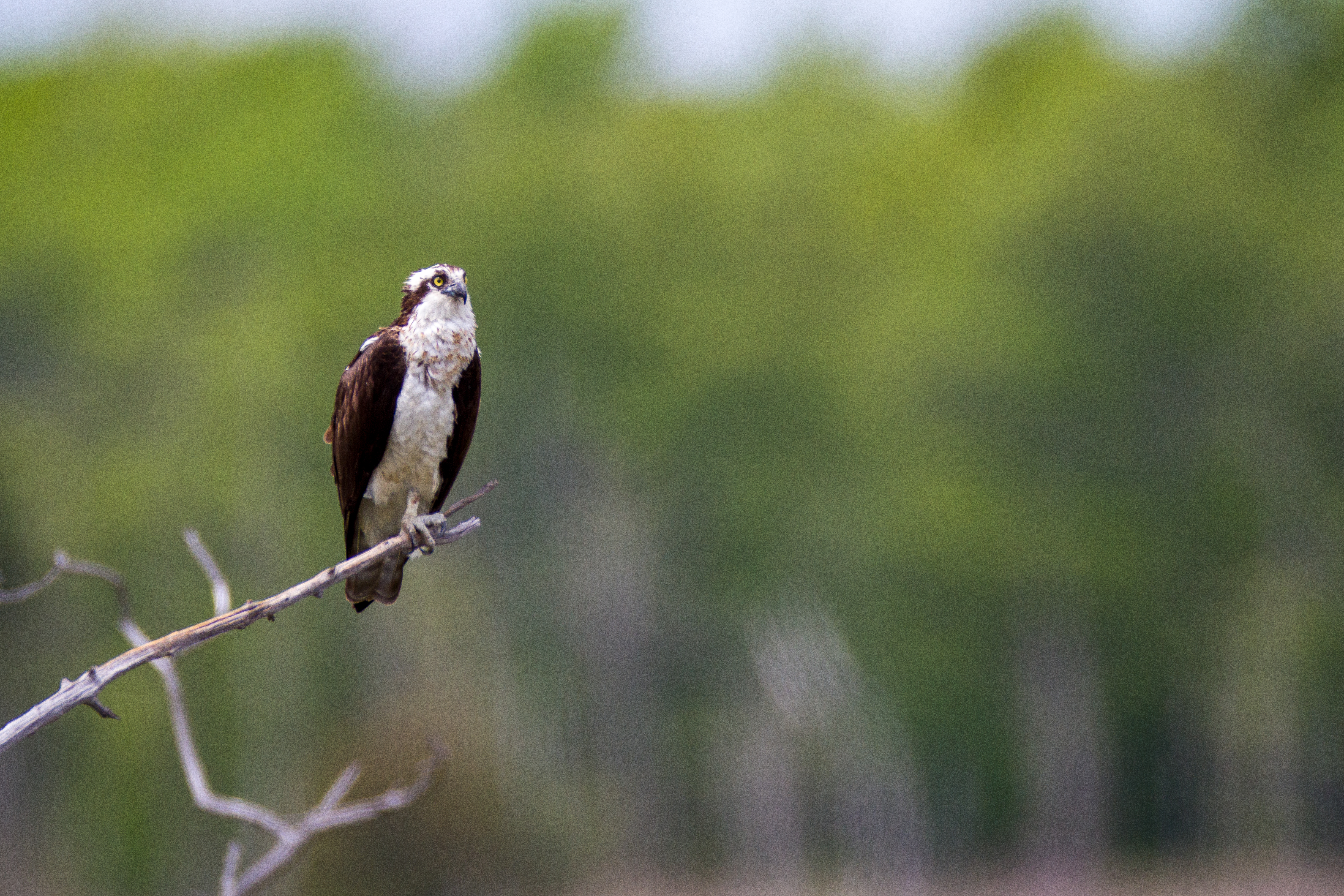 An osprey bird sits on a branch