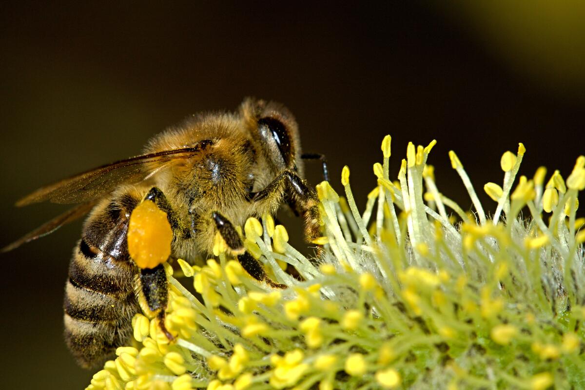 Пчела крупным планом собирающая нектар с цветка